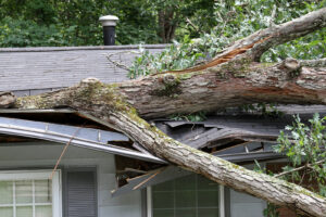 A Large Oak Tree fallen on a home